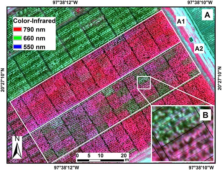 Color-infrared image of maize hybrids in the experimental trials under fungicide treatment (A1) and non-fungicide treatment (A2) of tar spot complex of maize. Image data were extracted from two polygons from the two central rows in each plot (B).