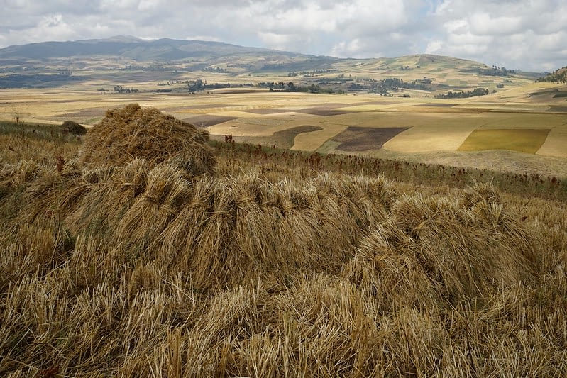 Harvesting golden spikes of wheat in Ethiopia. (Photo: Peter Lowe/CIMMYT