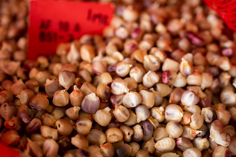 A mixture of doubled haploid maize kernels seen in close-up at CIMMYT’s Agua Fria experimental station in Mexico. (Photo: Alfonso Cortés/CIMMYT)