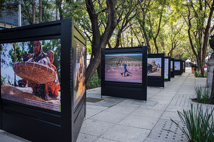 The photo exhibition “Maize and Wheat Research in Focus: Celebrating a Decade of Research for Sustainable Agricultural Development Under the CGIAR Research Programs on Maize and Wheat” will be on display in Mexico City until January 15, 2022. (Photo: Alfonso Cortés/CIMMYT)