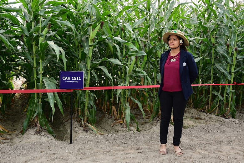 Samjhana Khanal surveys heat-tolerant maize varieties in Ludhiana, India, during a field day at the 13th Asian Maize Conference. (Photo: Manjit Singh/Punjab Agricultural University)