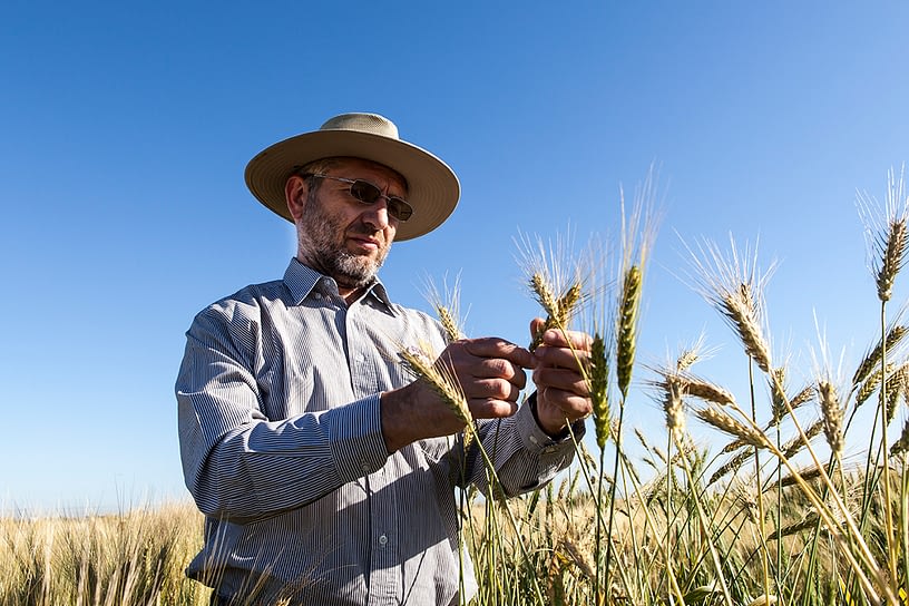 CIMMYT scientist Matthew Reynolds has been appointed a member of the Mexican Academy of Science. 