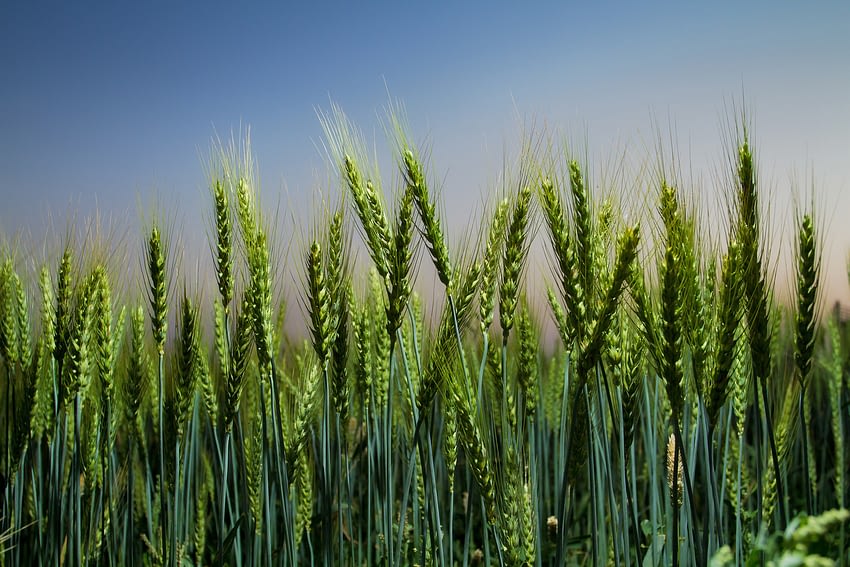 An improved wheat variety grows in the field in Islamabad, Pakistan. (Photo: A. Yaqub/CIMMYT)