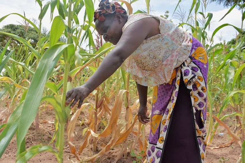 Mary Munini, a smallholder farmer in Vyulya, in Kenya’s Machakos County, inspects her maize crop. She planted the farm-saved seed, which does not tolerate drought or severe heat, so she is expecting a massive crop loss this season. (Photo: Joshua Masinde/CIMMYT)