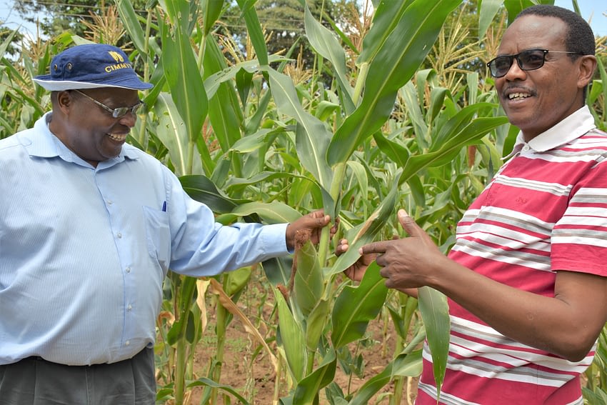 Farmer Gitau Gichuru (right) shows maize from his farm to CIMMYT’s regional representative for Africa, Stephen Mugo. Gichuru planted SAWA hybrid maize, developed by CIMMYT scientists. (Photo: Joshua Masinde/CIMMYT)
