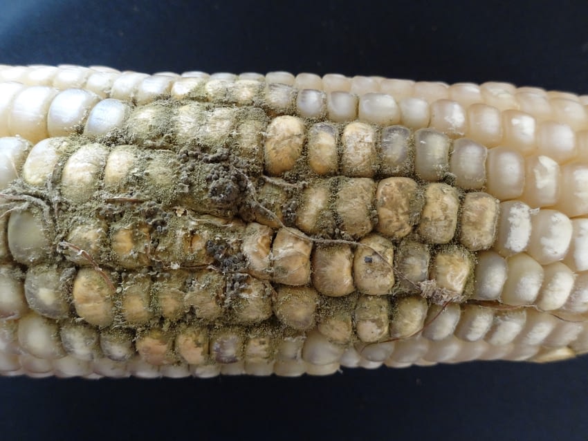 Maize ear infected with Aspergillus flavus. (Photo: Maize Pathology Laboratory/CIMMYT)