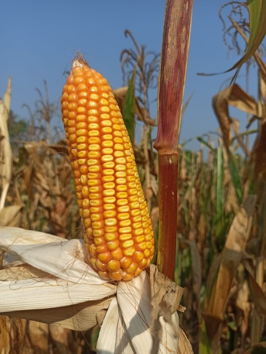 An ear of the ASC 108 “AAA” drought-tolerant hybrid maize variety. (Photo: Soe Than/Ayeyarwady Seed)