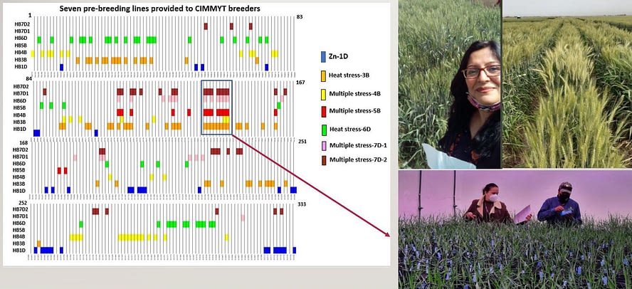 Deepmala Sehgal shows LTP lines currently being used in CIMMYT trait pipelines at the experimental station in Toluca, Mexico, for introgression of novel exotic-specific alleles into newly developed lines. (Photo: CIMMYT)