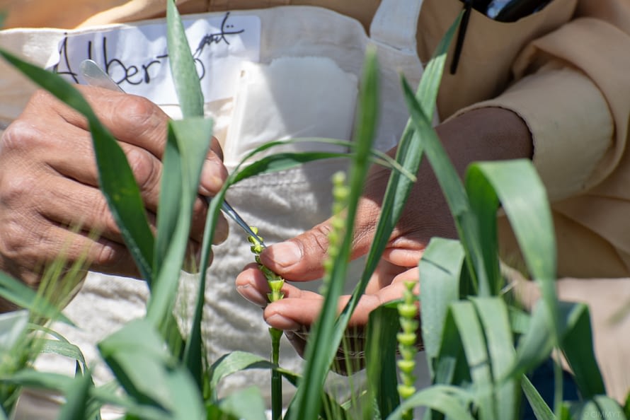 A field worker removes the male flower of a wheat spike, as part of controlled pollination in breeding. (Photo: Alfonso Cortés/CIMMYT)