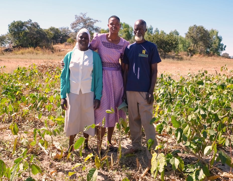 Honest and Eveline Musafari with extension worker, Memory Chipinguzi. Neighbors have noticed the intercropping trials on the Musafari’s farm and are beginning to adopt the practice to gain similar benefits. (Photo: Matthew O’Leary/CIMMYT)