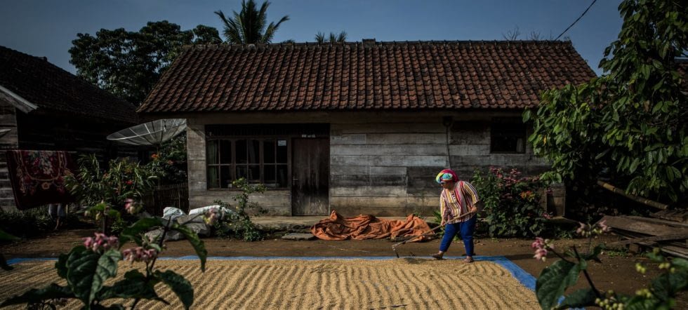 A paddy in front of a house in Tri Budi Syukur village, West Lampung regency, Lampung province, Indonesia. (Photo: Ulet Ifansasti/CIFOR)