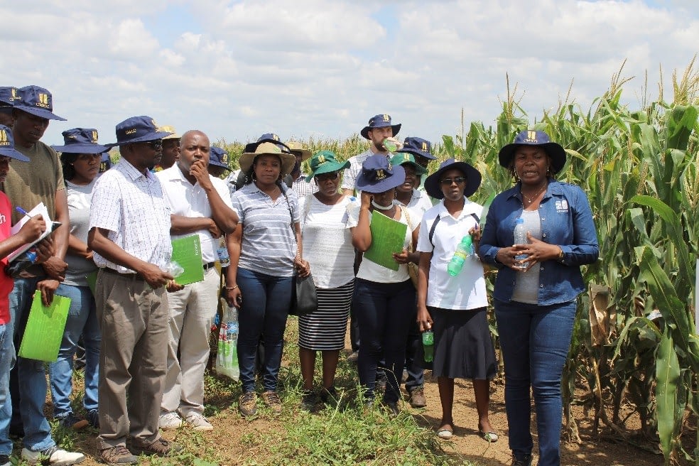 Thokozile Ndhlela (first from right) shares advances in provitamin A maize breeding in Zimbabwe. (Photo: Shiela Chikulo/CIMMYT)