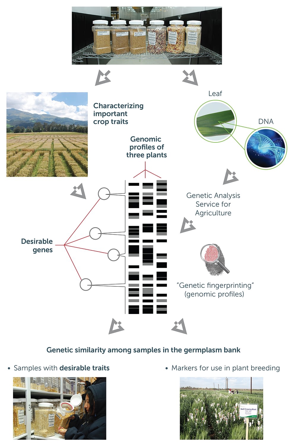 Harnessing genetic resources for the nutrition and well-being of current and future generations.