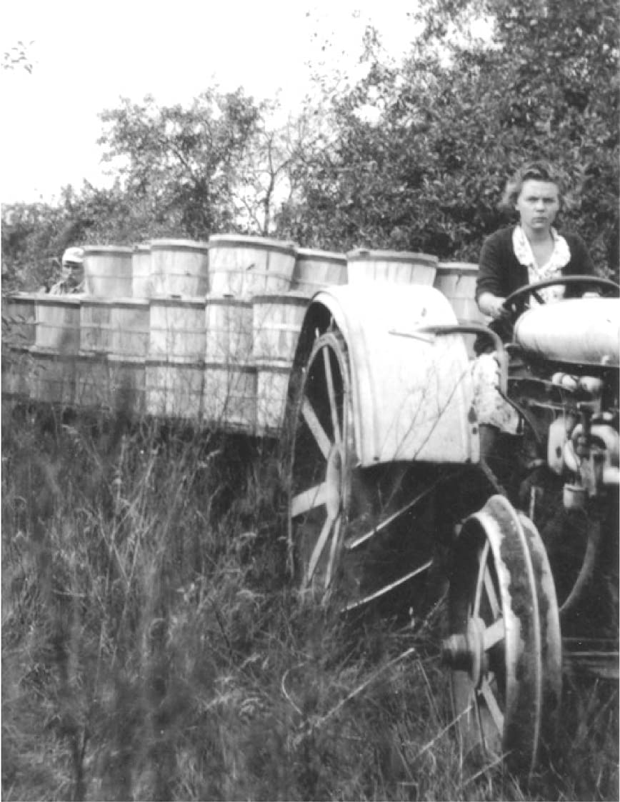 Celebrating the life of Rosalind Morris, trailblazer for women in agriculture CIMMYT