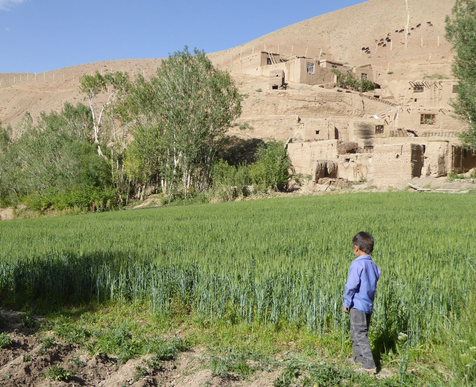 It is time to invest in the future of Afghanistan's wheat system – CIMMYT - Vimarsana News