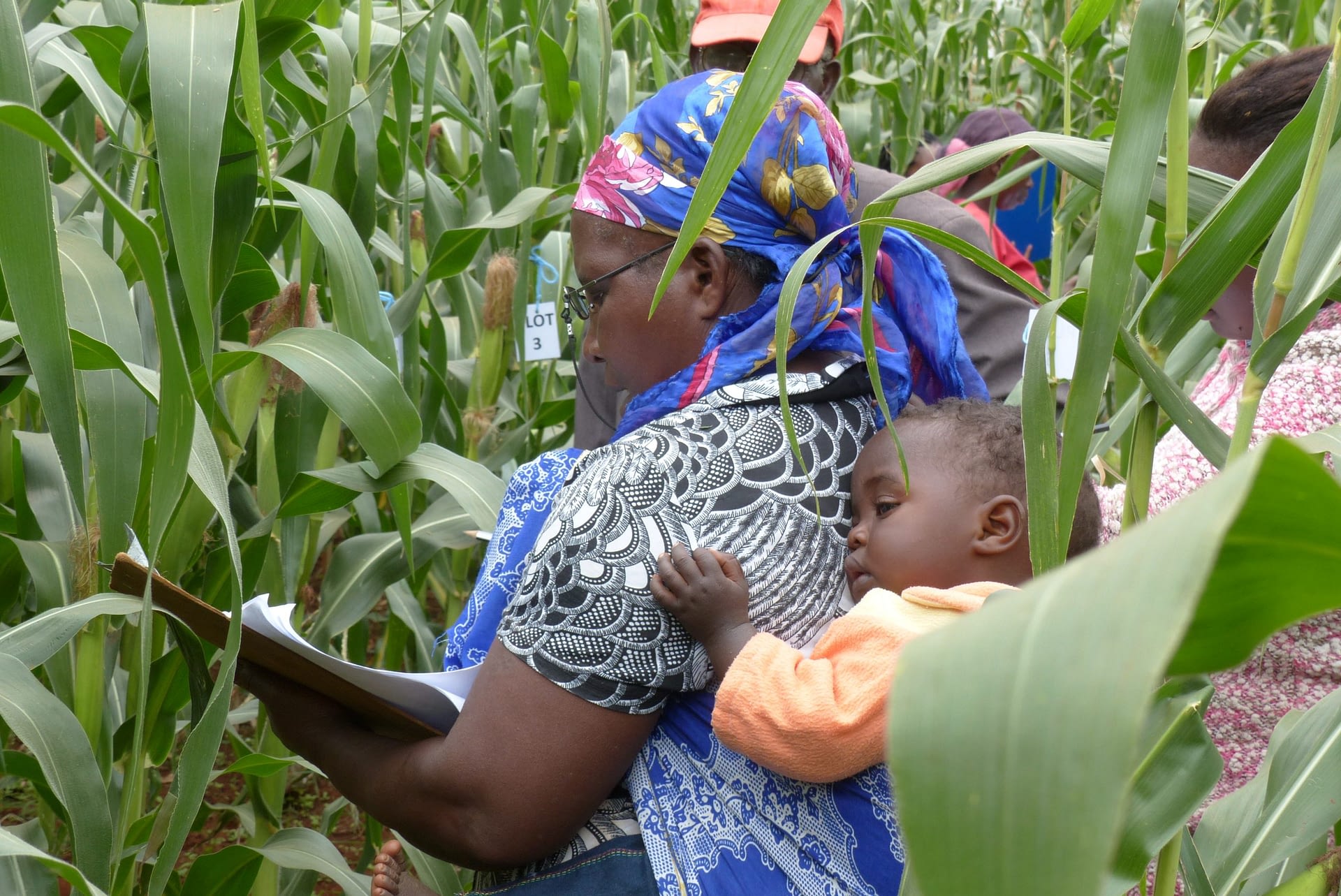 Novel Technology To Reduce The Complexity Of Maize Seed Production And novel-technology-to-reduce-the-complexity-of-maize-seed-production-and