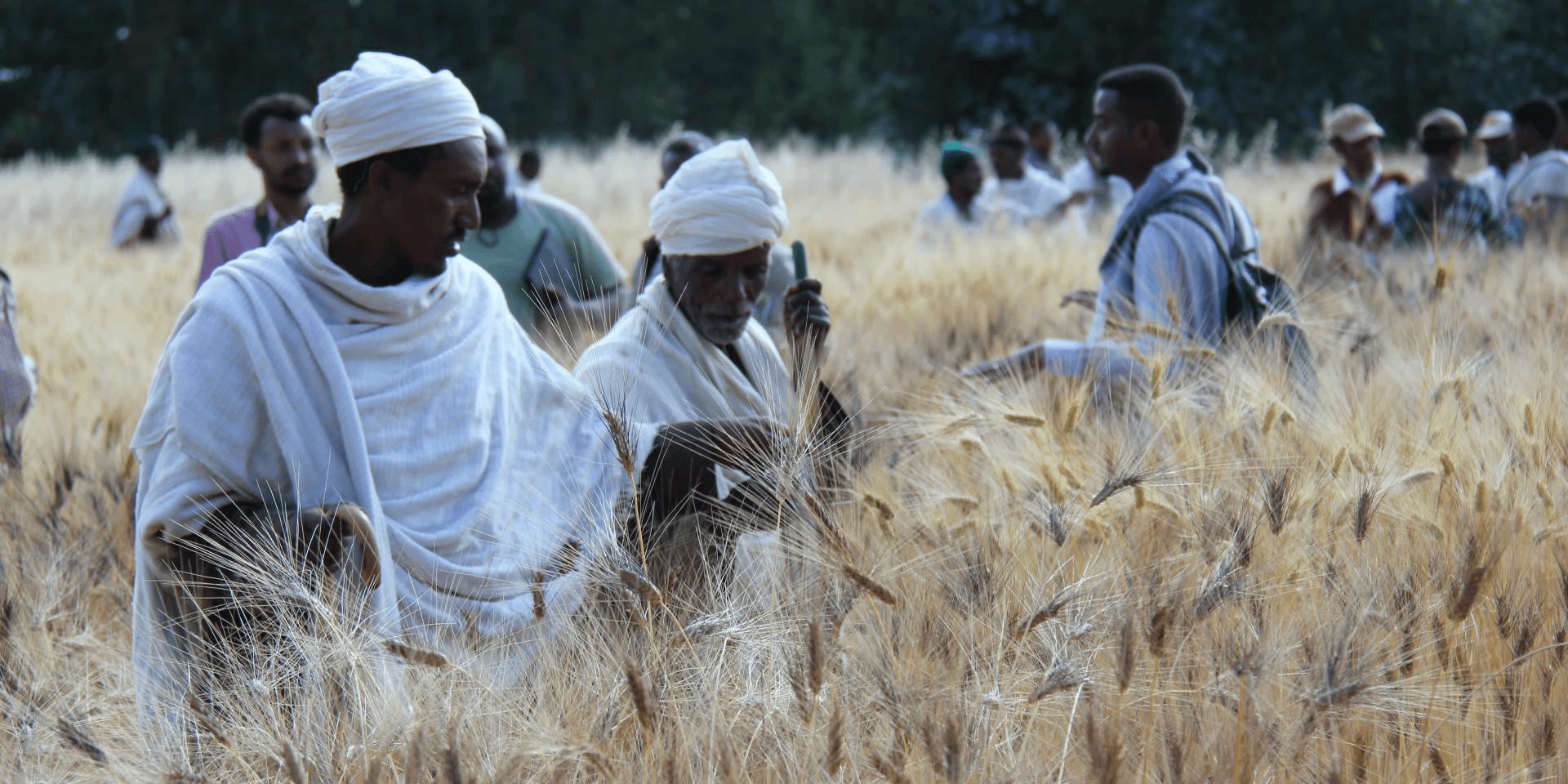 CRAFT tool helps Ethiopian experts predict crop yields to improve early